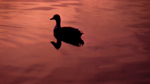 last light